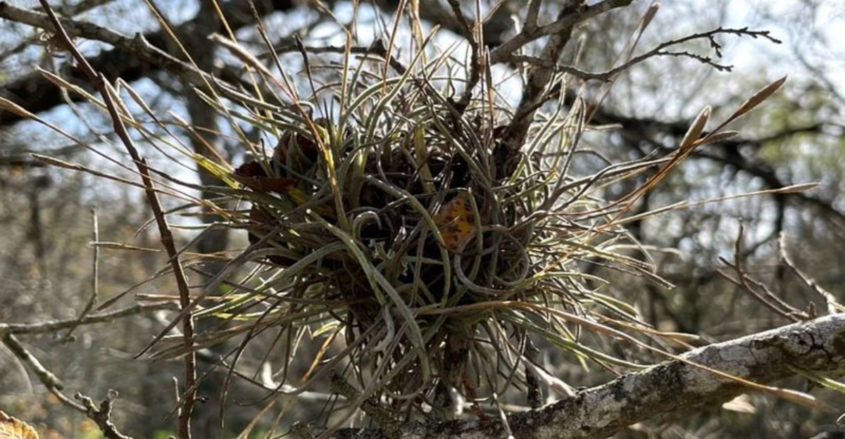 looks like nest in tree