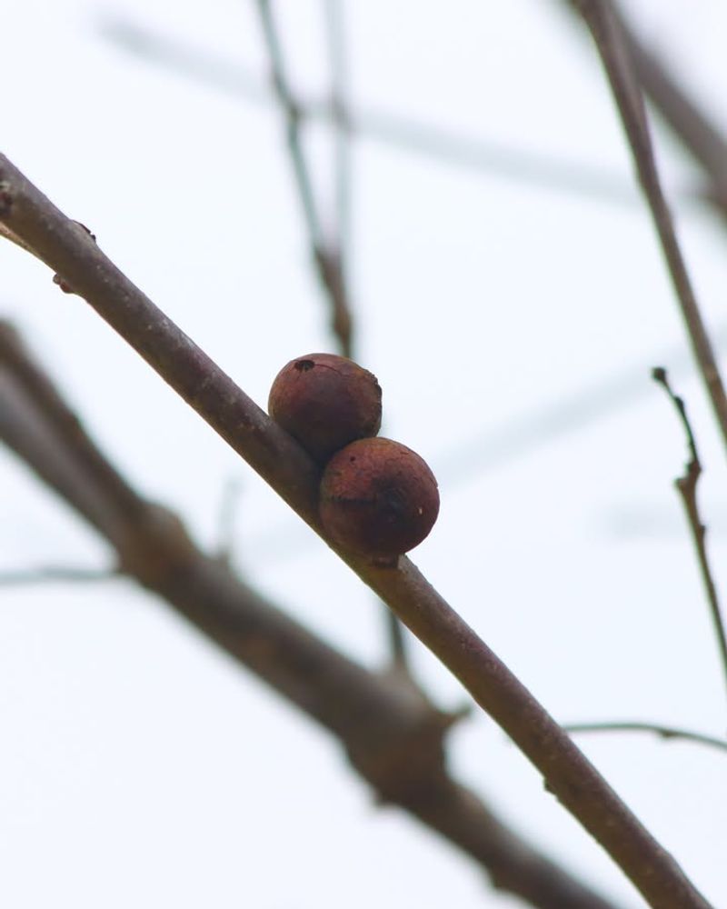 Why Ohio Trees Usually Handle Leaf Galls Without Any Help