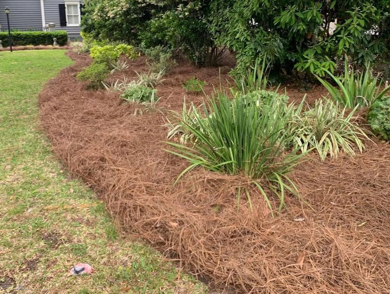 How Pine Straw Handles Heavy Rain And Heat