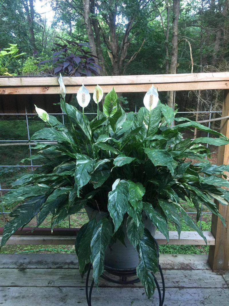 Ideal Placement Rules For A Peace Lily In An Illinois Living Room