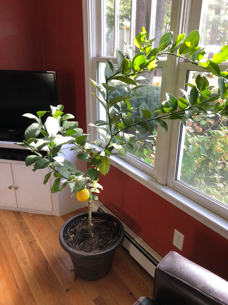 How Indoor Growing Solves Florida Weather Challenges