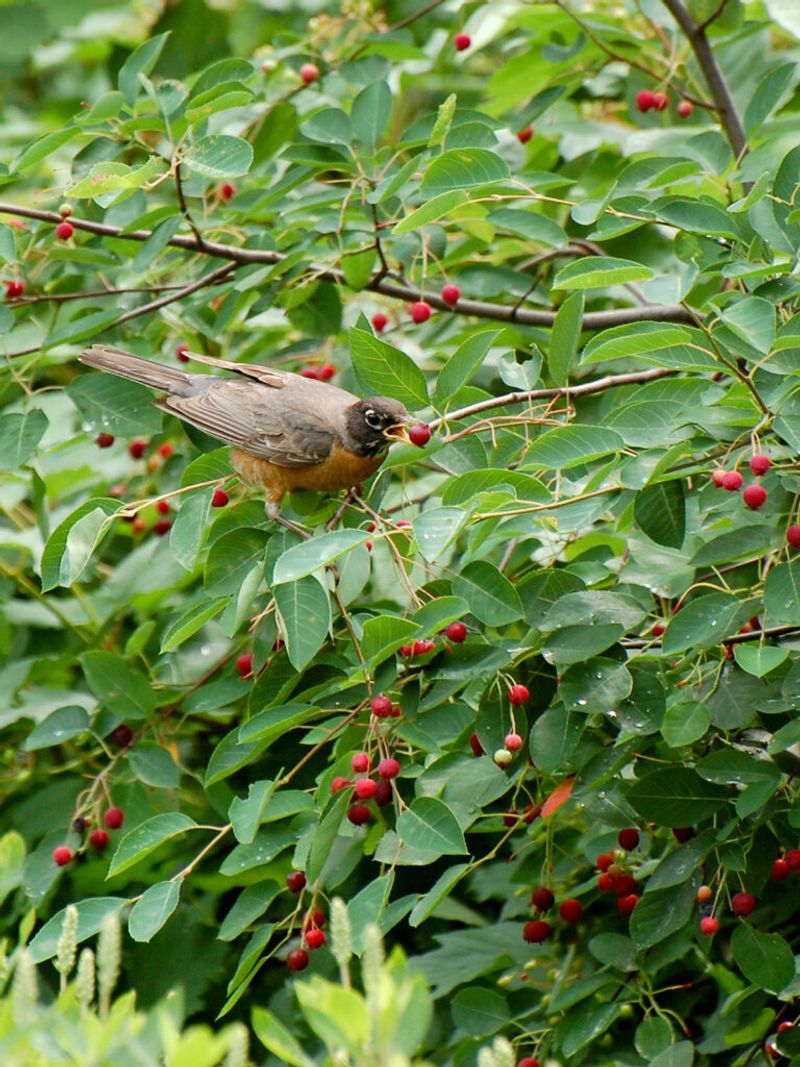 Native Plants That Act Like Fuel Stations For Birds