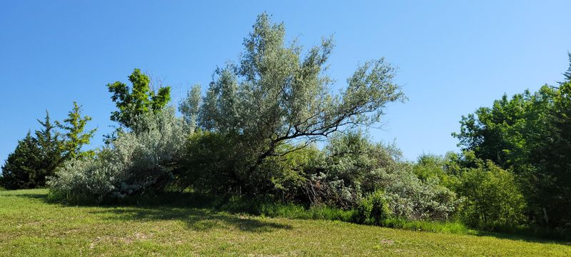 Plant Types That May Be Limited In Certain Communities