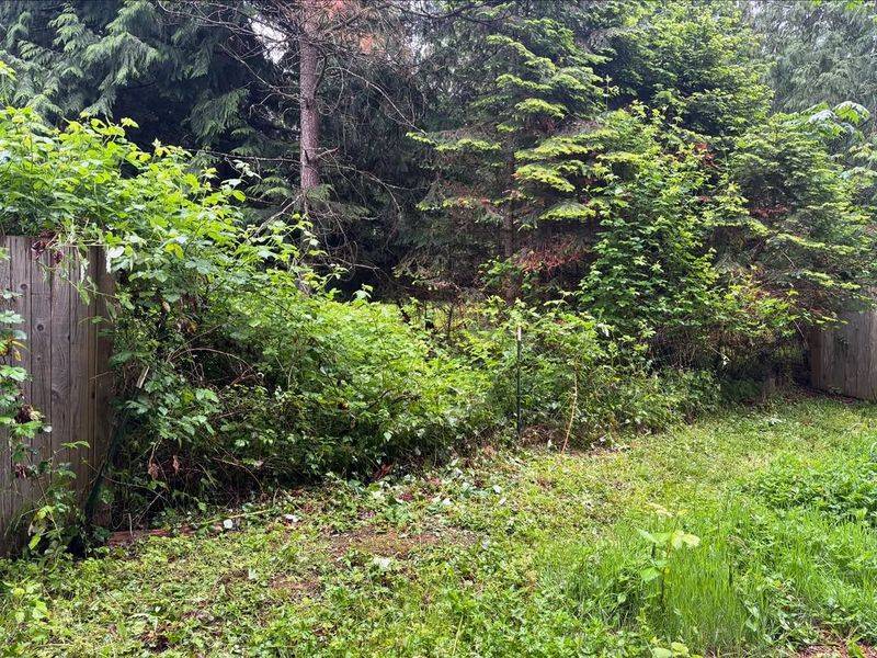 Where Property Lines Matter For Shrub Disputes