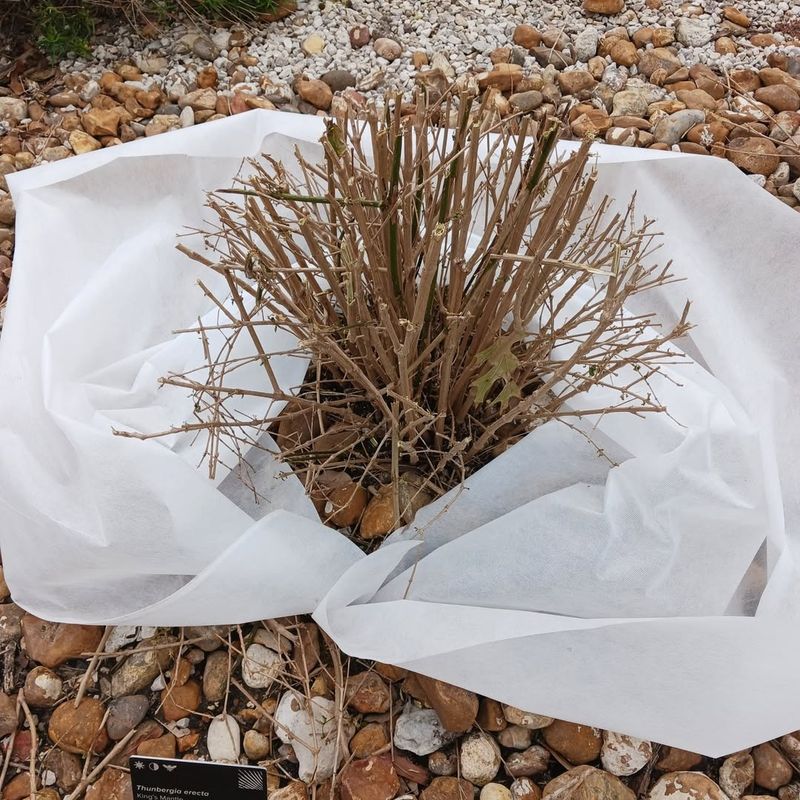 How To Protect Your Garden For The Rest Of Winter