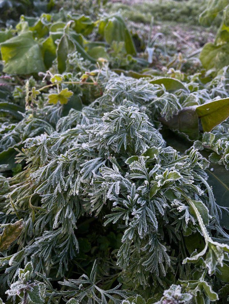 How To Check Plants Once Conditions Improve