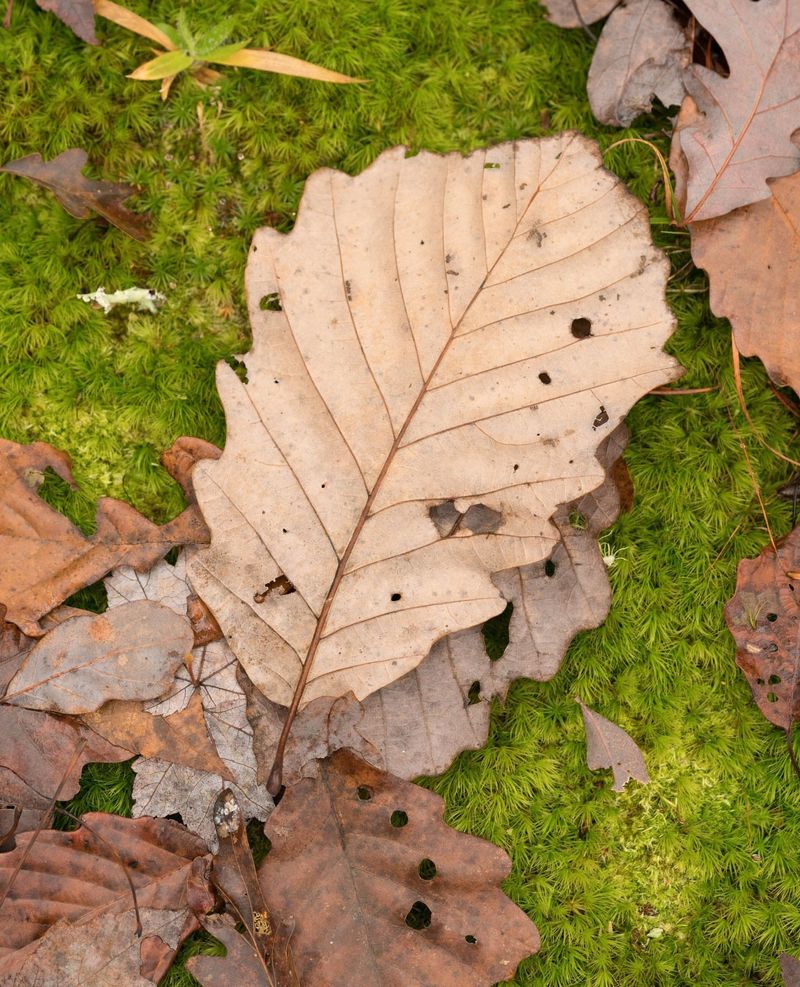 Who Owns Leaves After They Fall On Your Property