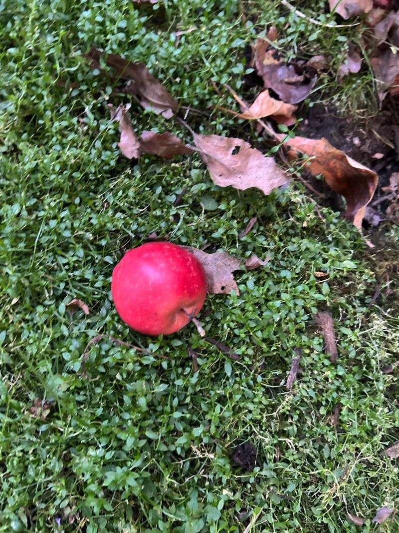 Who Owns The Fruit Once It Hits The Ground