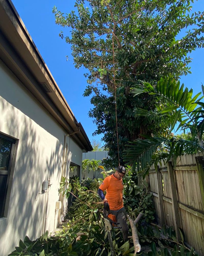 Can You Trim Branches That Hang Over Your Yard