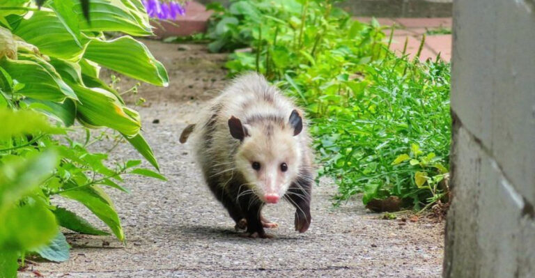 possum walking