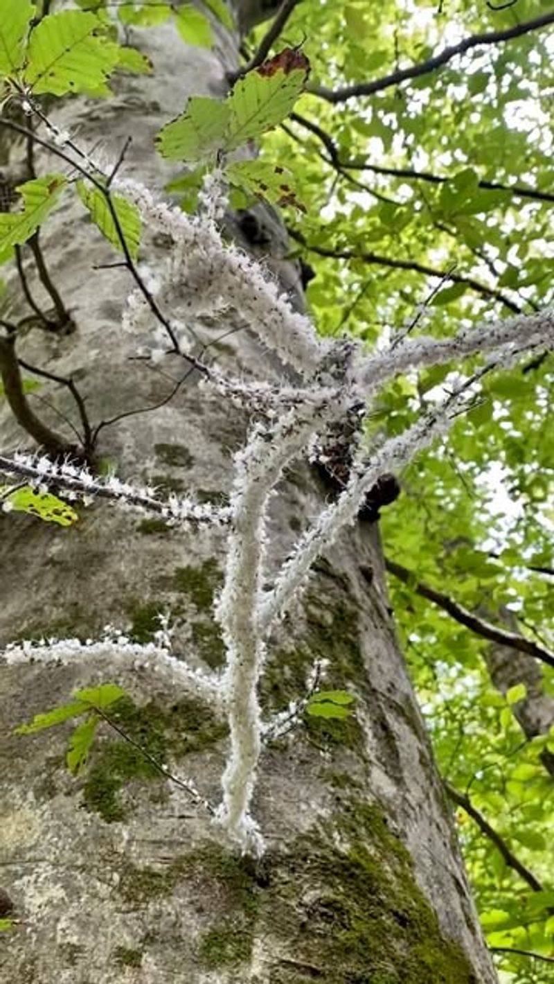 Why It's Showing Up So Suddenly