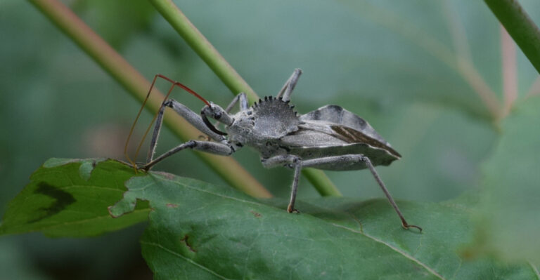 wheel bug