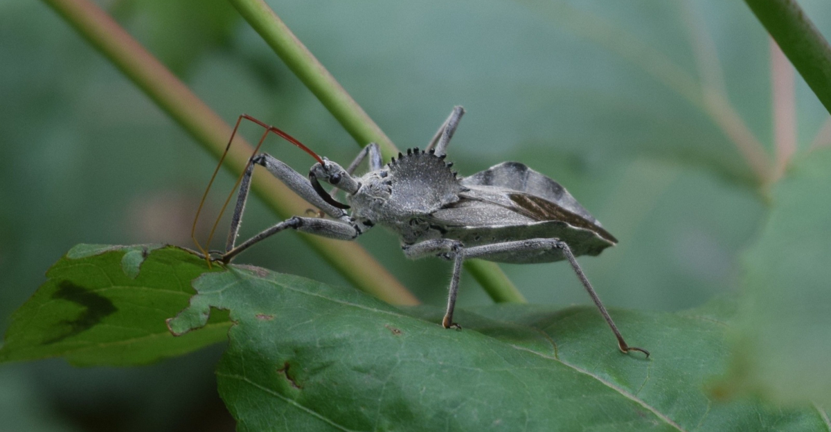 wheel bug