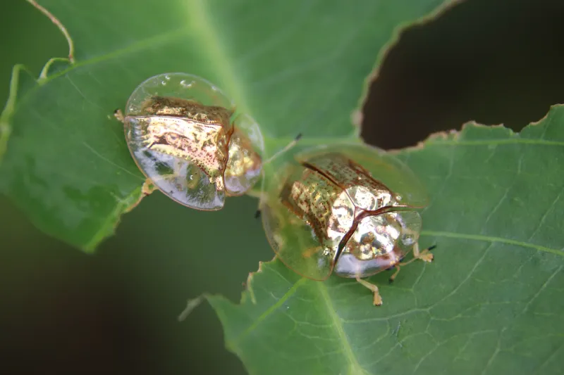 Why This Beetle Looks Like Polished Gold