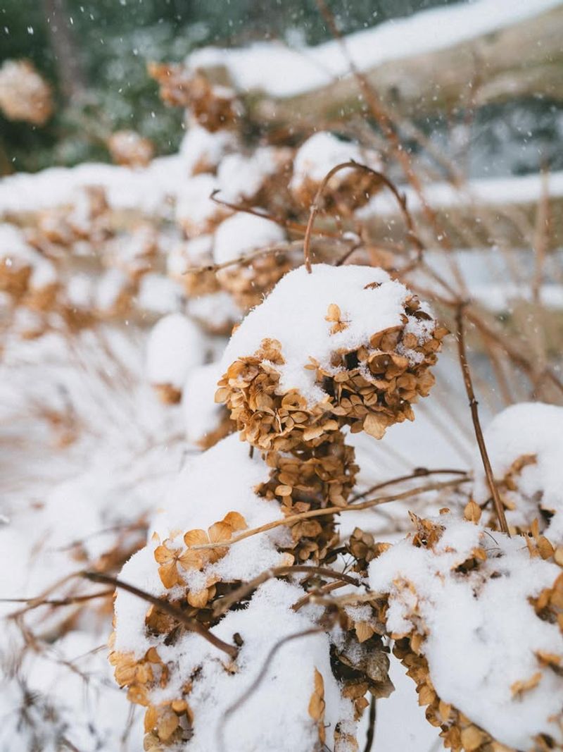 What Kind Of Winter Weather Is Moving Across Texas And The Carolinas