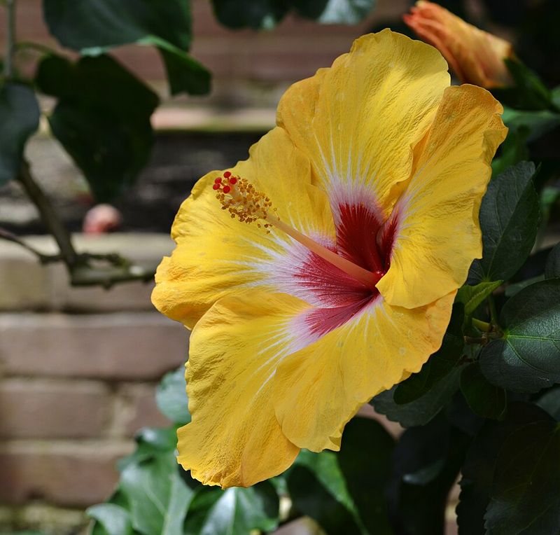How Florida Weather Affects Hibiscus Pruning Timing
