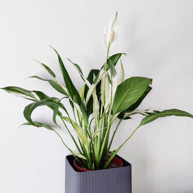 How Often Peace Lilies Should Be Pruned In New York Homes