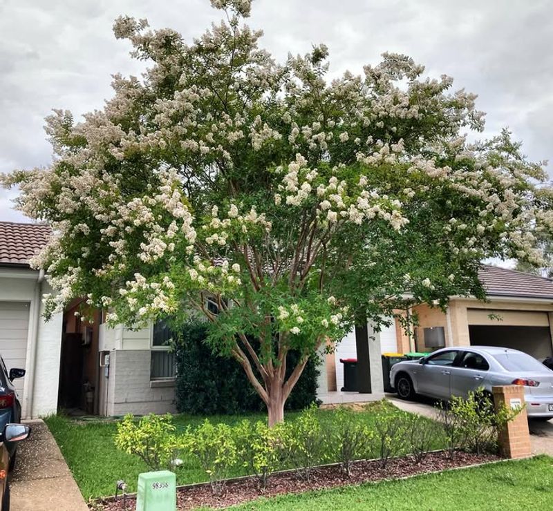 Common Myths About Crape Myrtle Pruning