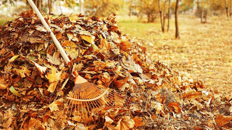How Massachusetts Homeowners Can Handle Leaf Disputes Without Conflict