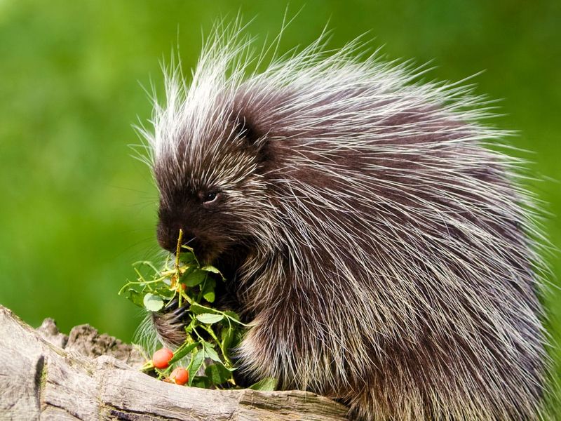 Why Porcupines Are Attracted to Oregon Gardens
