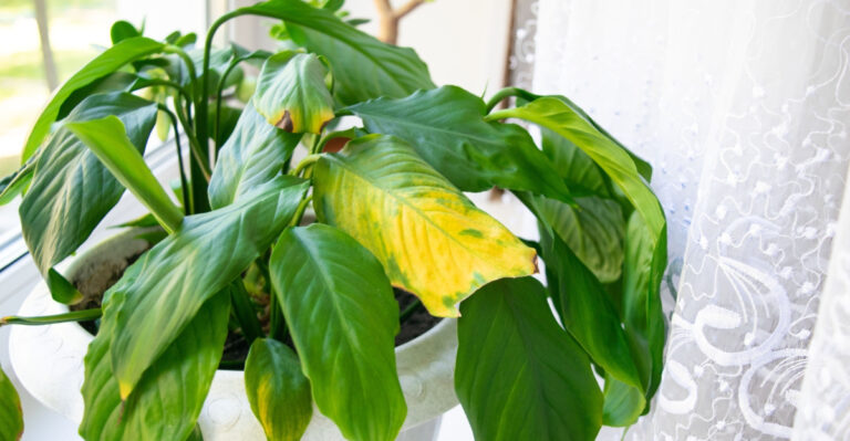 houseplant (featured image)