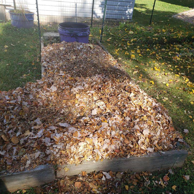 Mulch Your Garden Beds With Shredded Leaves