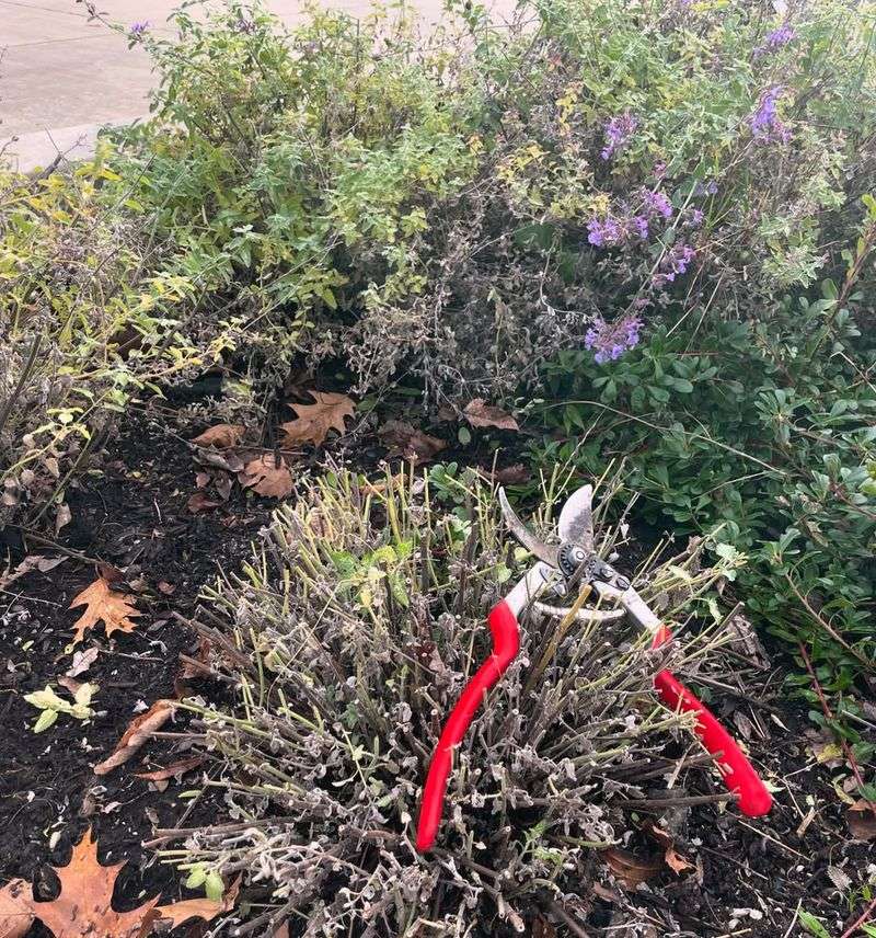 Common Mistakes Oregon Gardeners Make