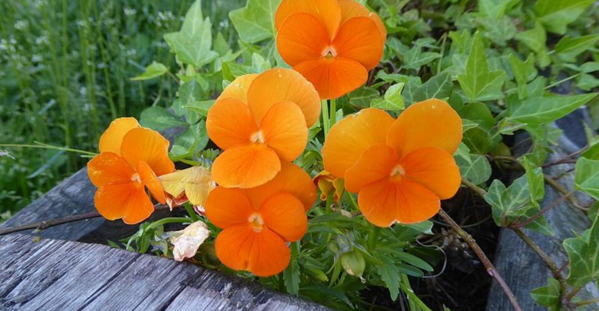What To Plant In January To Brighten Your California Garden