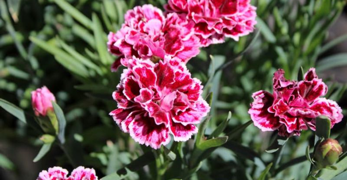 What To Plant In January To Brighten Your Garden And Mood In Georgia