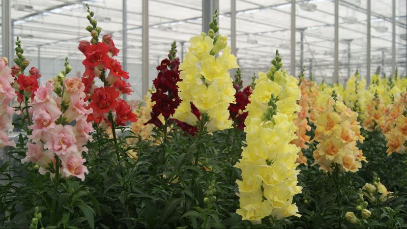 Snapdragons