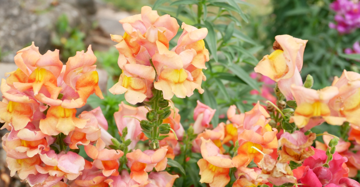 What To Plant In January To Bring Color Back To Texas Gardens