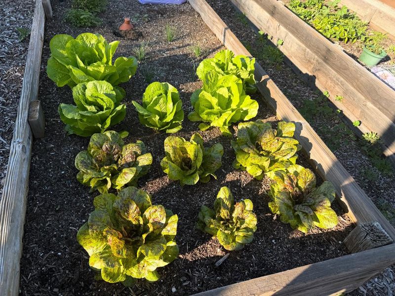 Raised Beds vs Containers: What Works Best In Florida