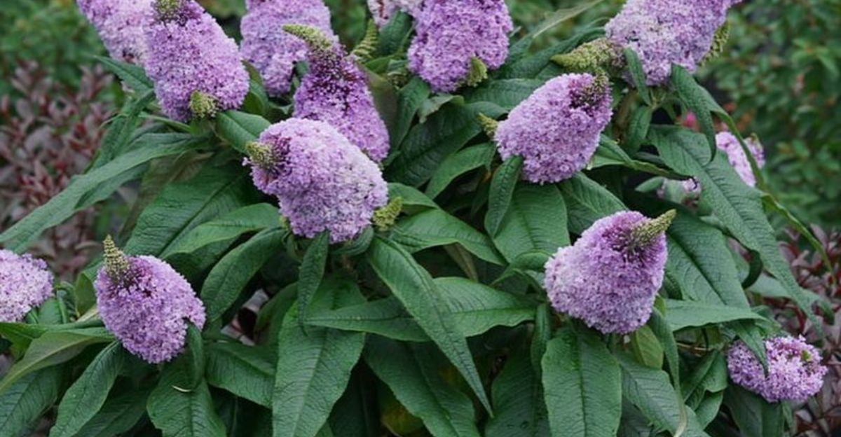butterfly bush