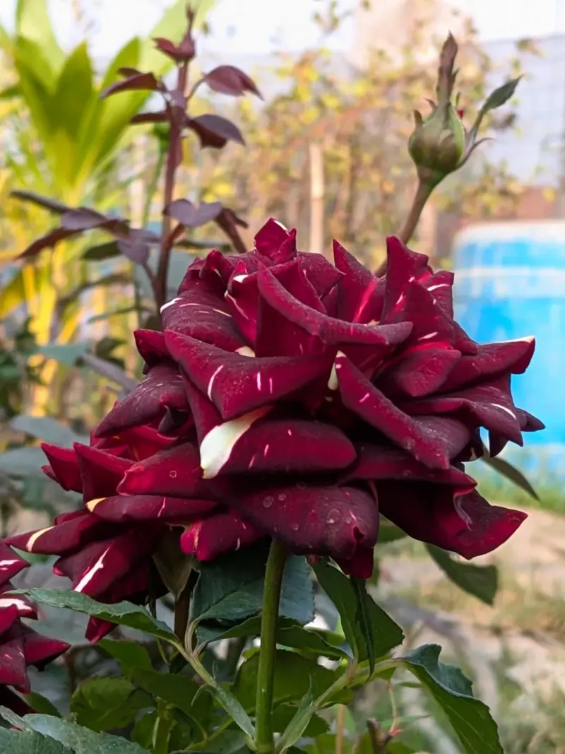 Roses (Hybrid Tea, Floribunda, Shrub Roses)