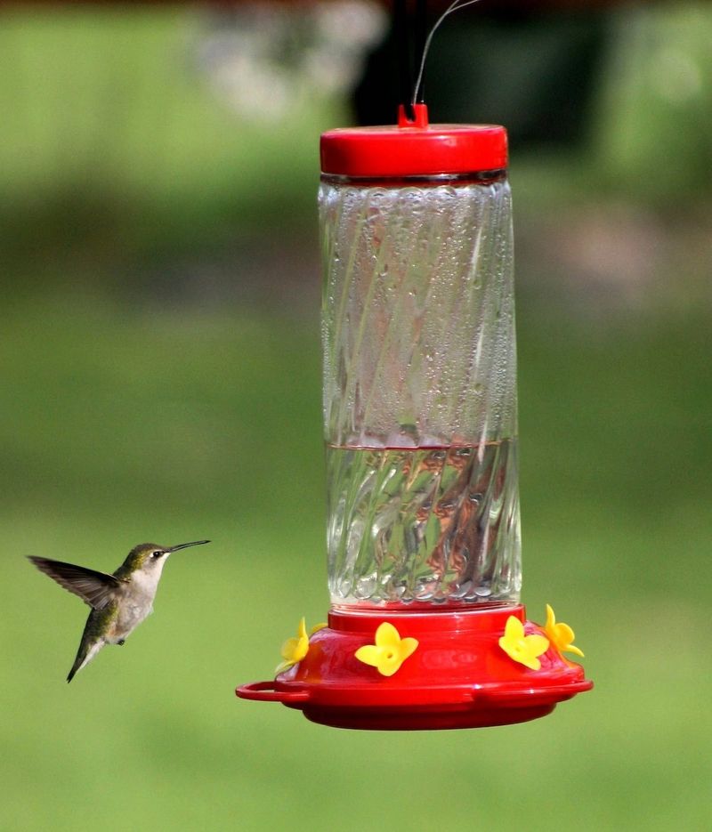 How Feeders Change Hummingbird Behavior