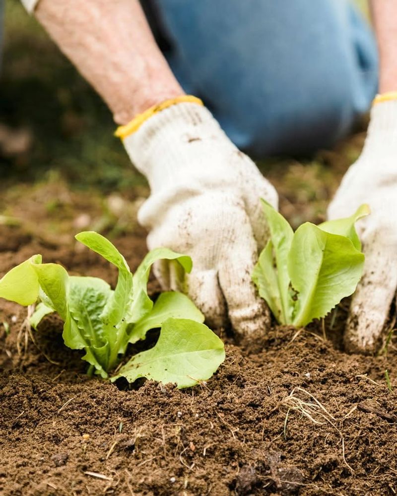 Mistakes New Florida Gardeners Make With Timing