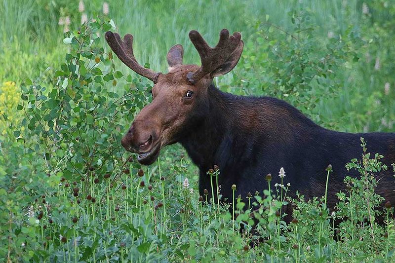 Avoid Startling Or Cornering The Animal