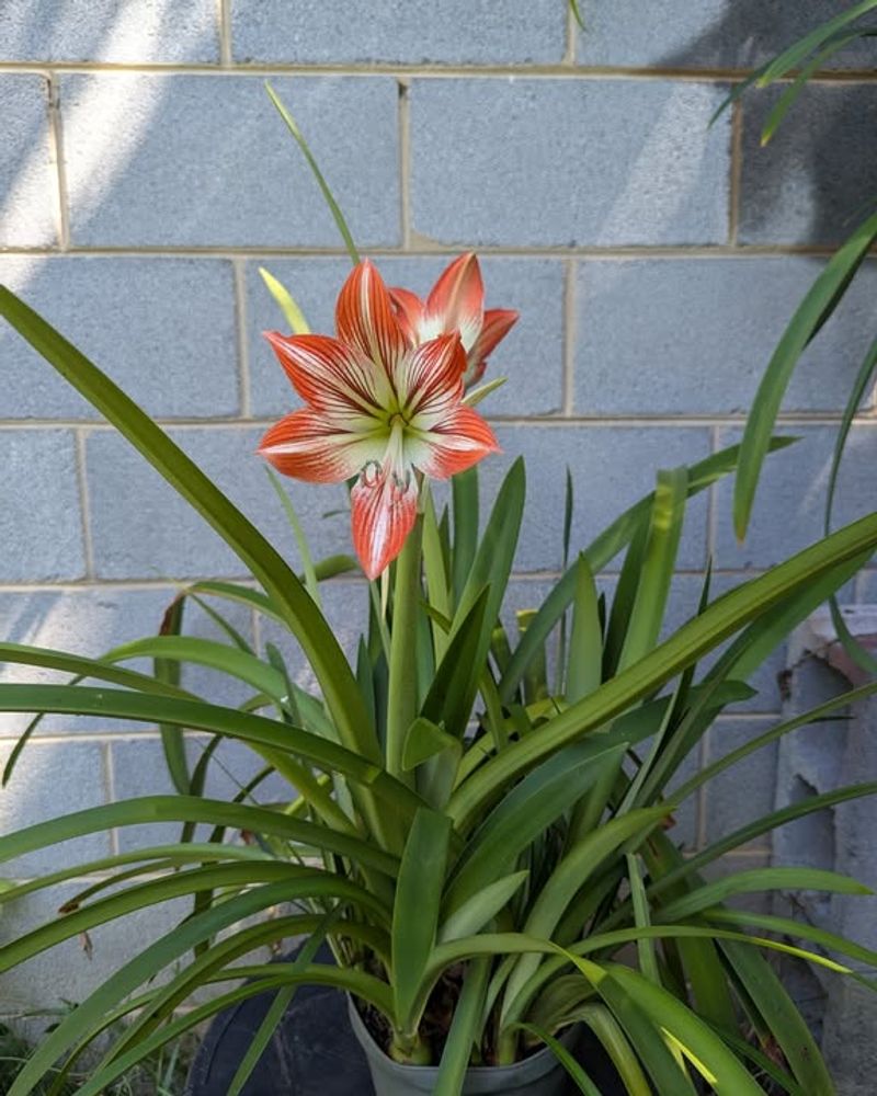 How Leaves Power The Next Flower Cycle