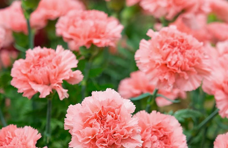 January – Carnation (Meaning + Texas Growing Tips)