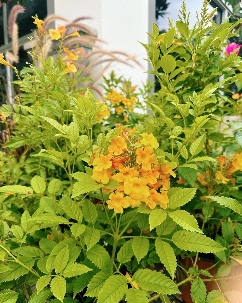 Why Texas Gardeners Are Choosing These Colors