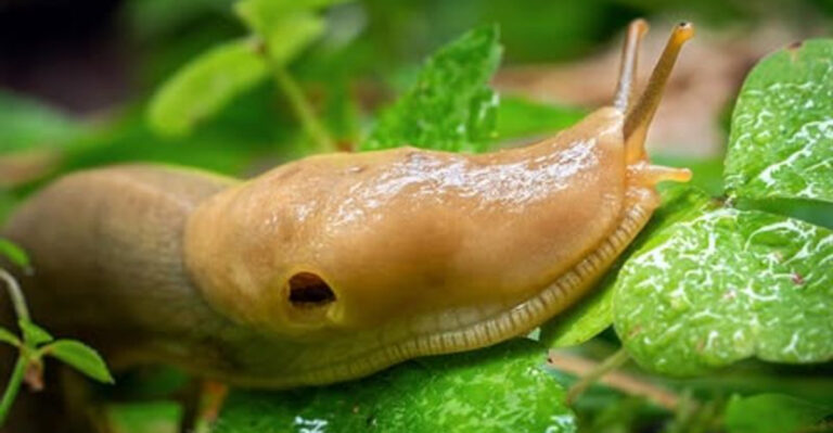 slug on leaf