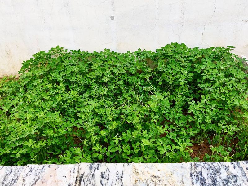 Fenugreek Microgreens For Unique Flavor And Speed