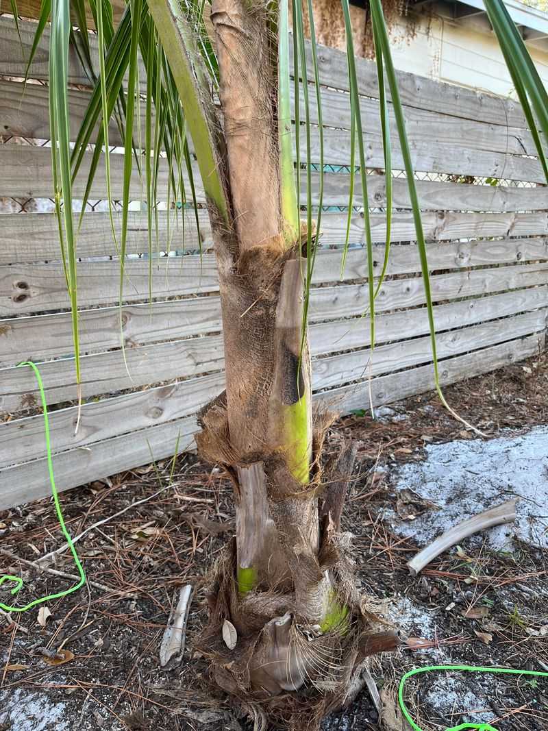 The Biggest Mistake Homeowners Make With Tilting Palms