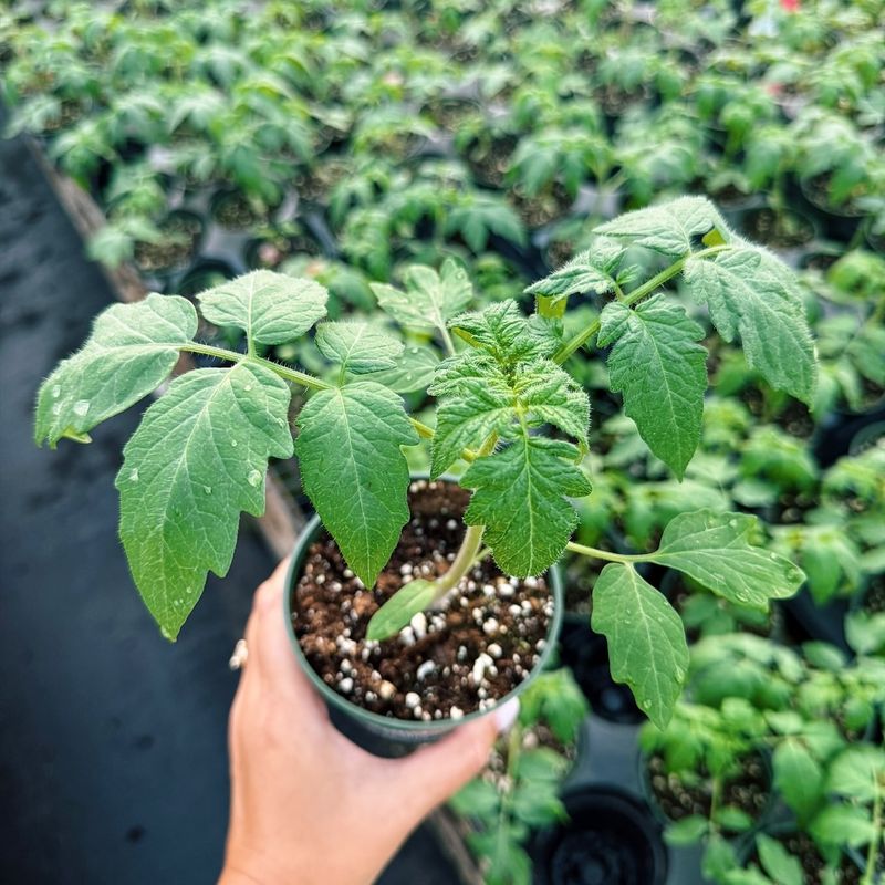 True Leaf Development Stage