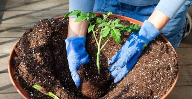 planting a tomato seedling
