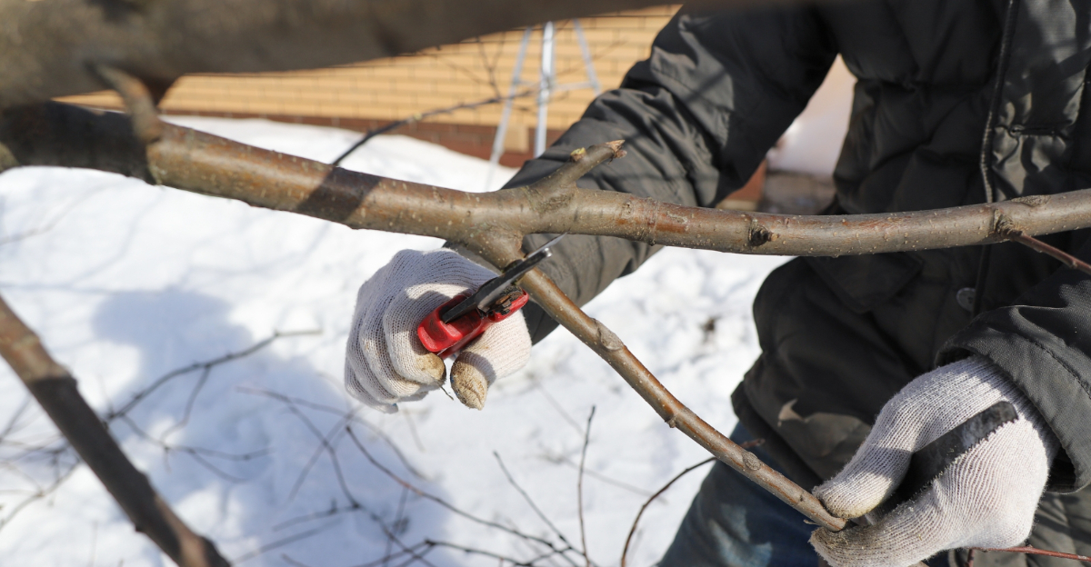 pruning apple tree (featured image)
