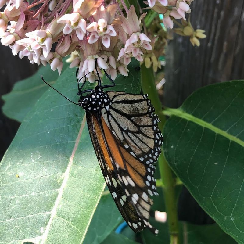 Why Monarch Butterflies Are Struggling Right Now