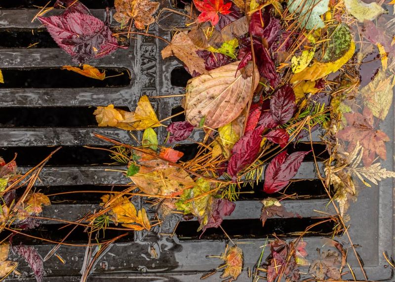 What Happens If Leaves Cause Property Damage