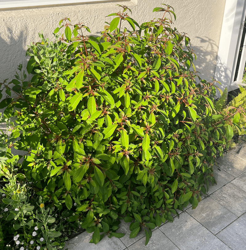 The Best Time To Prune Firebush In North Florida