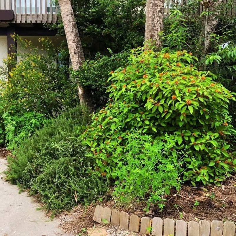 Why Firebush Sometimes Delays Flowers